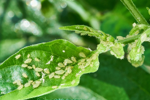 ants farming aphids
